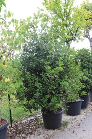 Osmanthus fortunei 150-175 cm container - afbeelding 1