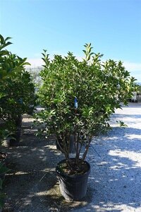 Osmanthus fortunei 150-175 cm container