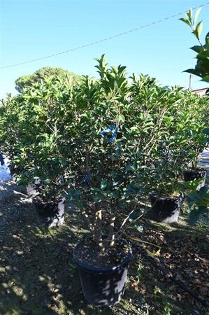 Osmanthus fortunei 150-175 cm container - afbeelding 2