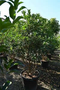 Osmanthus fortunei 175-200 cm container
