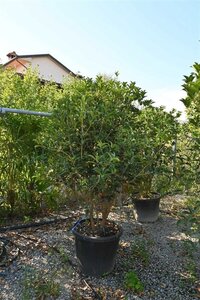 Osmanthus fortunei 175-200 cm container - afbeelding 3