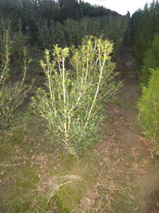 Osmanthus heterophyllus = aquifolium 100-125 cm met kluit - afbeelding 2