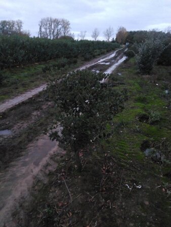 Osmanthus heterophyllus = aquifolium 100-125 cm met kluit - afbeelding 4