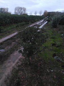 Osmanthus heterophyllus = aquifolium 100-125 cm met kluit - afbeelding 4