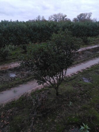 Osmanthus heterophyllus = aquifolium 125-150 cm met kluit - afbeelding 3