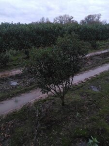 Osmanthus heterophyllus = aquifolium 125-150 cm met kluit - afbeelding 3