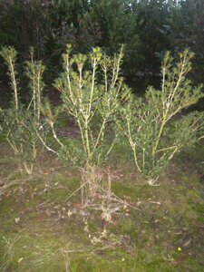 Osmanthus heterophyllus = aquifolium 125-150 cm met kluit - afbeelding 4