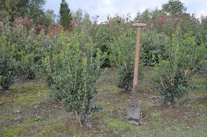 Osmanthus heterophyllus = aquifolium 60-80 cm met kluit - afbeelding 3