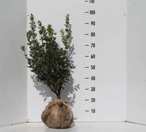 Osmanthus heterophyllus = aquifolium 60-80 cm met kluit - afbeelding 5