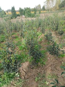 Osmanthus heterophyllus = aquifolium 60-80 cm met kluit - afbeelding 2