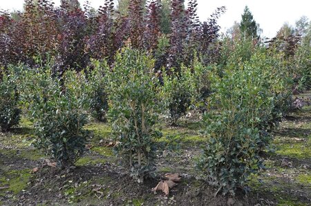 Osmanthus heterophyllus = aquifolium 60-80 cm met kluit - afbeelding 4