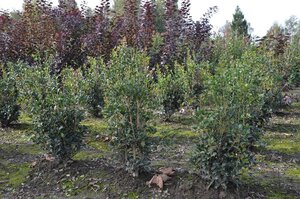 Osmanthus heterophyllus = aquifolium 60-80 cm met kluit - afbeelding 4