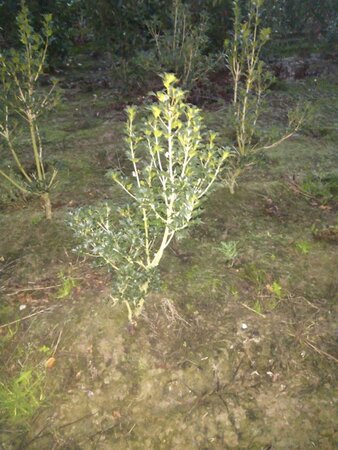 Osmanthus heterophyllus = aquifolium 80-100 cm met kluit - afbeelding 2