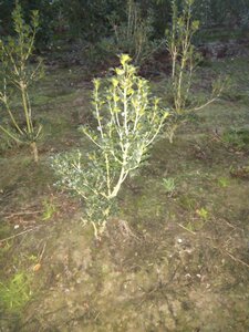 Osmanthus heterophyllus = aquifolium 80-100 cm met kluit - afbeelding 2