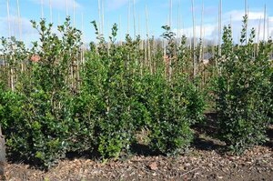 Osmanthus heterophyllus = aquifolium 80-100 cm met kluit - afbeelding 6