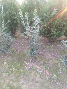 Osmanthus heterophyllus = aquifolium 80-100 cm met kluit