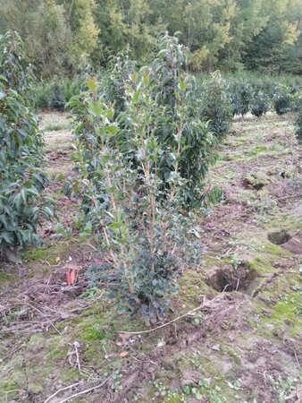 Osmanthus heterophyllus = aquifolium 80-100 cm met kluit - afbeelding 3