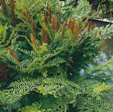 Osmunda regalis geen maat specificatie 0,55L/P9cm - afbeelding 2