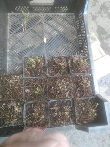 Osmunda regalis geen maat specificatie 0,55L/P9cm - afbeelding 3