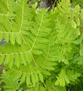 Osmunda regalis geen maat specificatie 0,55L/P9cm