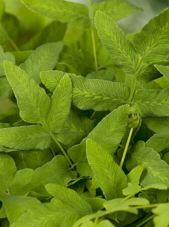 Osmunda regalis geen maat specificatie 0,55L/P9cm - afbeelding 4