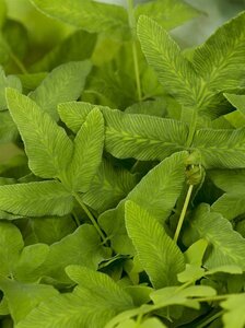 Osmunda regalis geen maat specificatie 0,55L/P9cm - afbeelding 4