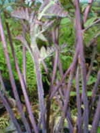 Osmunda regalis 'Purpurascens' geen maat specificatie 0,55L/P9cm - afbeelding 2