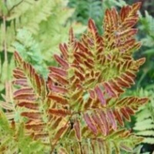 Osmunda regalis 'Purpurascens' geen maat specificatie 0,55L/P9cm - afbeelding 3
