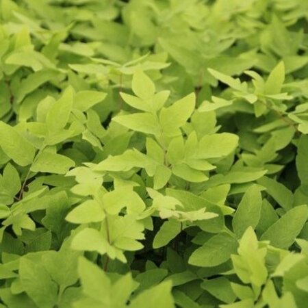 Osmunda regalis 'Purpurascens' geen maat specificatie 0,55L/P9cm - afbeelding 4