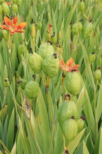 Pardancanda norrisii geen maat specificatie 0,55L/P9cm