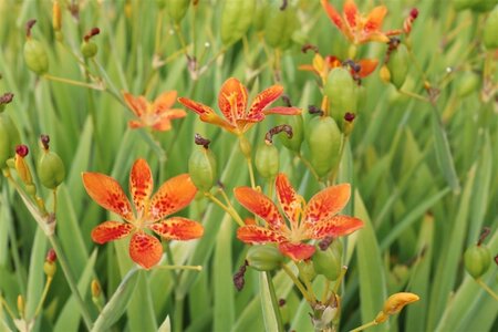 Pardancanda norrisii geen maat specificatie 0,55L/P9cm - afbeelding 1