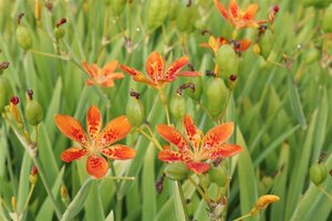 Pardancanda norrisii geen maat specificatie 0,55L/P9cm