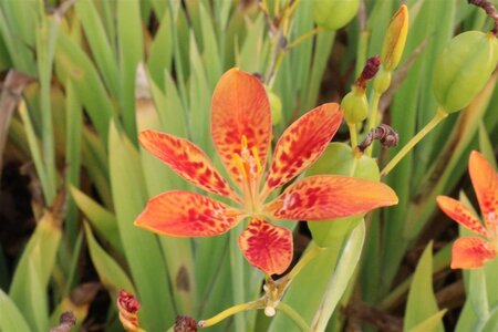 Pardancanda norrisii geen maat specificatie 0,55L/P9cm - afbeelding 2