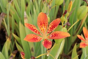 Pardancanda norrisii geen maat specificatie 0,55L/P9cm - afbeelding 2