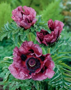 Papaver or. 'Patty's Plum' geen maat specificatie 0,55L/P9cm - afbeelding 2