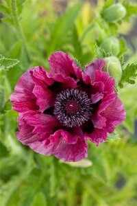 Papaver or. 'Patty's Plum' geen maat specificatie 0,55L/P9cm