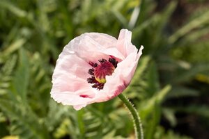 Papaver or. 'Royal Wedding' geen maat specificatie 0,55L/P9cm