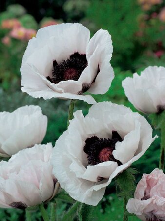 Papaver or. 'Royal Wedding' geen maat specificatie 0,55L/P9cm - afbeelding 5