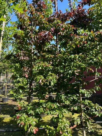 Parrotia persica 'Bella' 10-12 cm cont. 35L geveerd - afbeelding 1