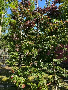 Parrotia persica 'Bella' 10-12 cm cont. 35L feathered