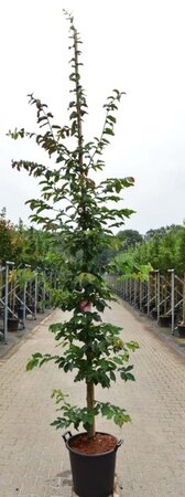 Parrotia persica 'Bella' 10-12 cm cont. 35L feathered - image 2