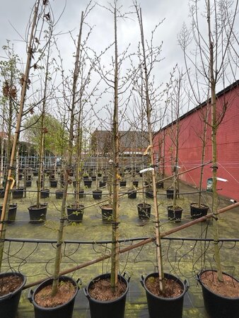 Parrotia persica 'Bella' 10-12 cm cont. 35L feathered - image 3