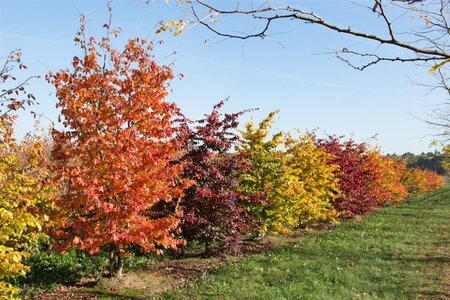 Parrotia persica 100-125 cm cont. 3,0L - afbeelding 3