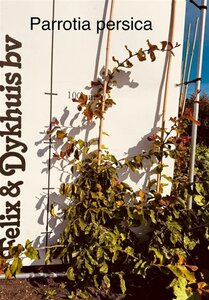Parrotia persica 100-125 cm met kluit