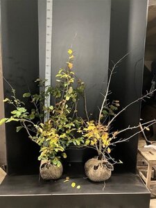 Parrotia persica 100-125 cm met kluit - afbeelding 2