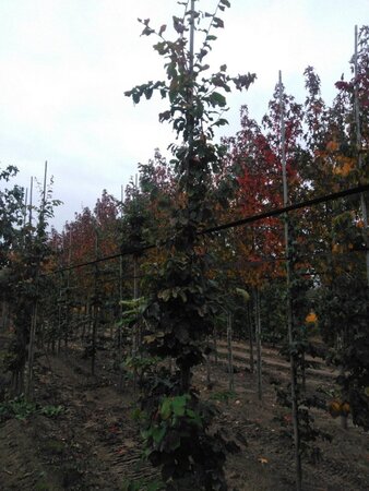Parrotia persica 10-12 cm met kluit geveerd - afbeelding 1