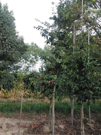 Parrotia persica 10-12 cm met kluit geveerd - afbeelding 2