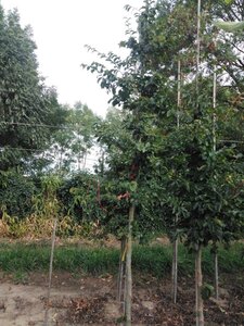 Parrotia persica 10-12 cm met kluit geveerd - afbeelding 2