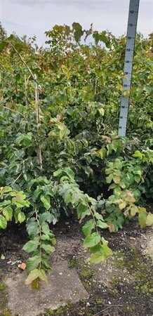 Parrotia persica 125-150 cm met kluit - afbeelding 13