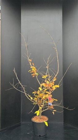 Parrotia persica 125-150 cm met kluit - afbeelding 3